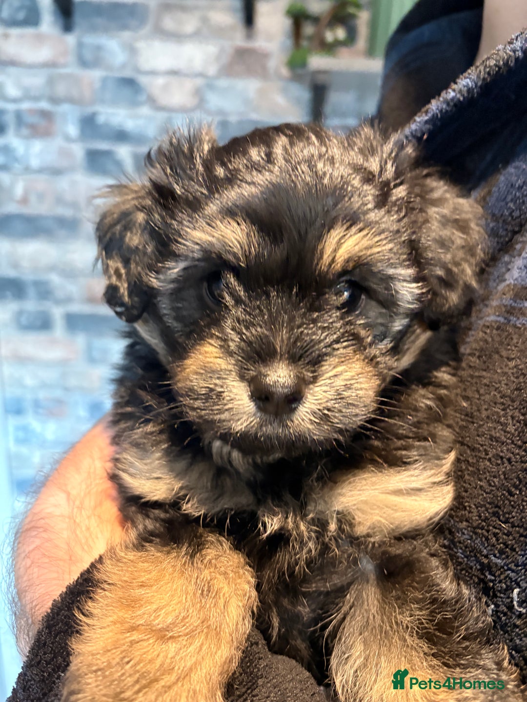 Mixed Breed dogs for sale: Cockapoo cross Pomeranian puppies for sale - Advert 7