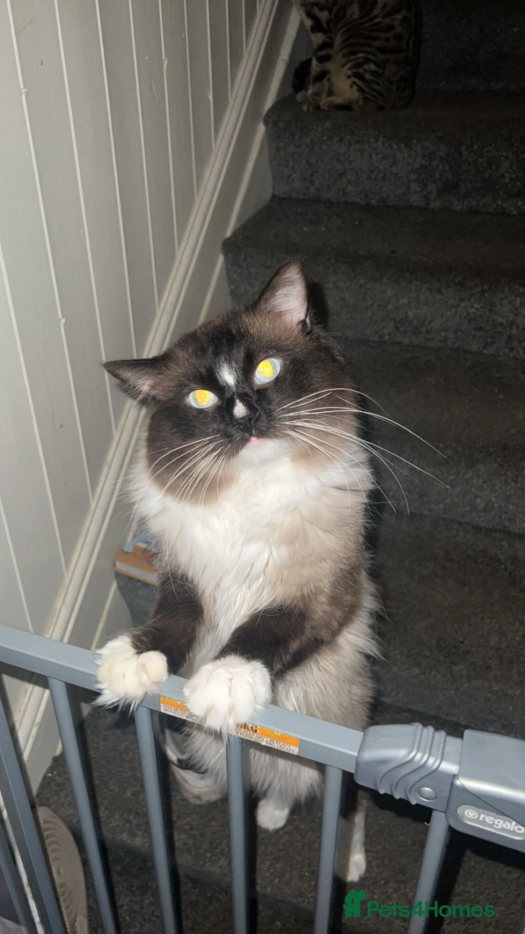 Maine Coon cats for sale: Perfect maine coon cross ragdoll  - Advert 7