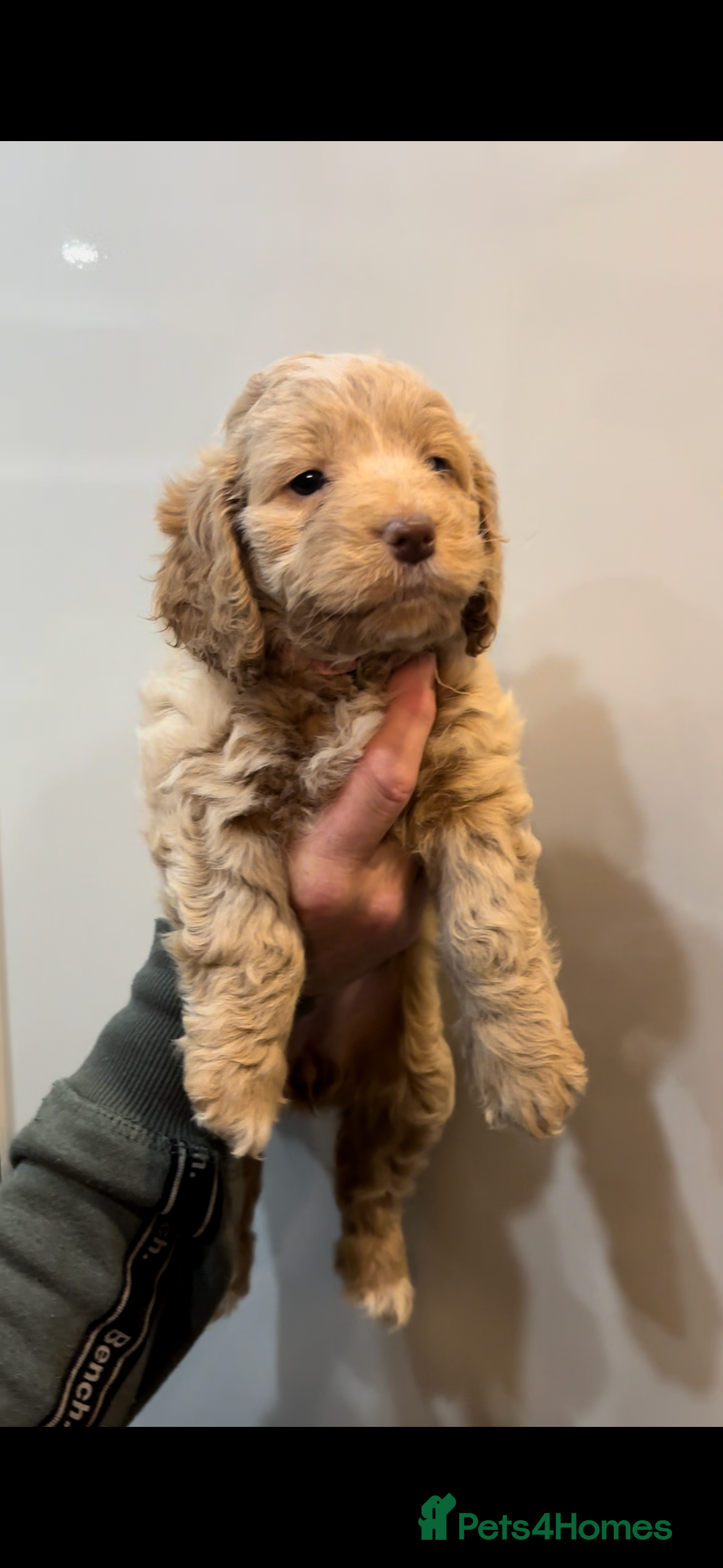 Cockapoo dogs One stunning little girl left  - Advert 18
