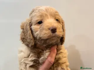 Cockapoo dogs One stunning little girl left - Advert 18