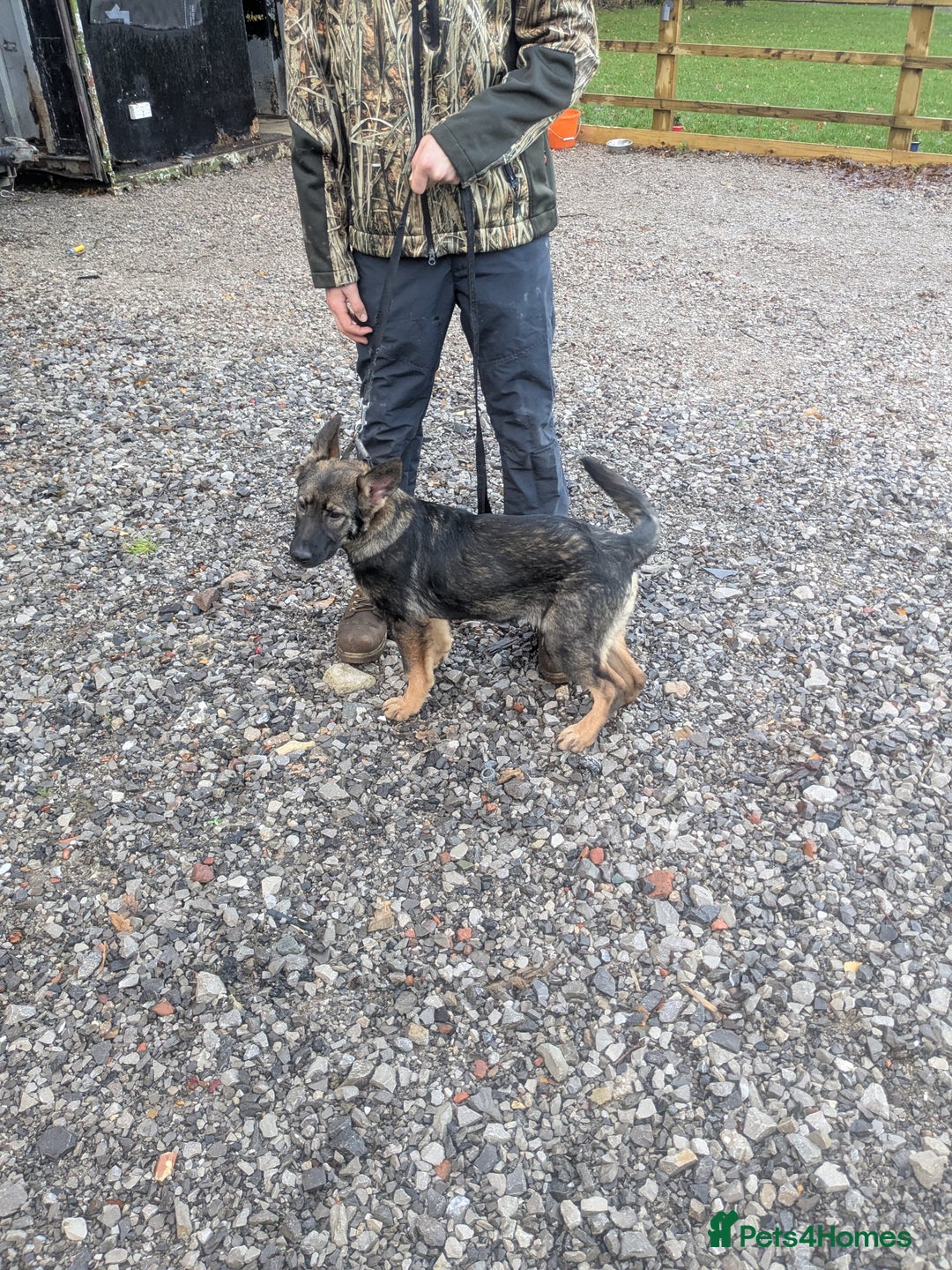 German Shepherd dogs for sale: German shepherd girl - Advert 4