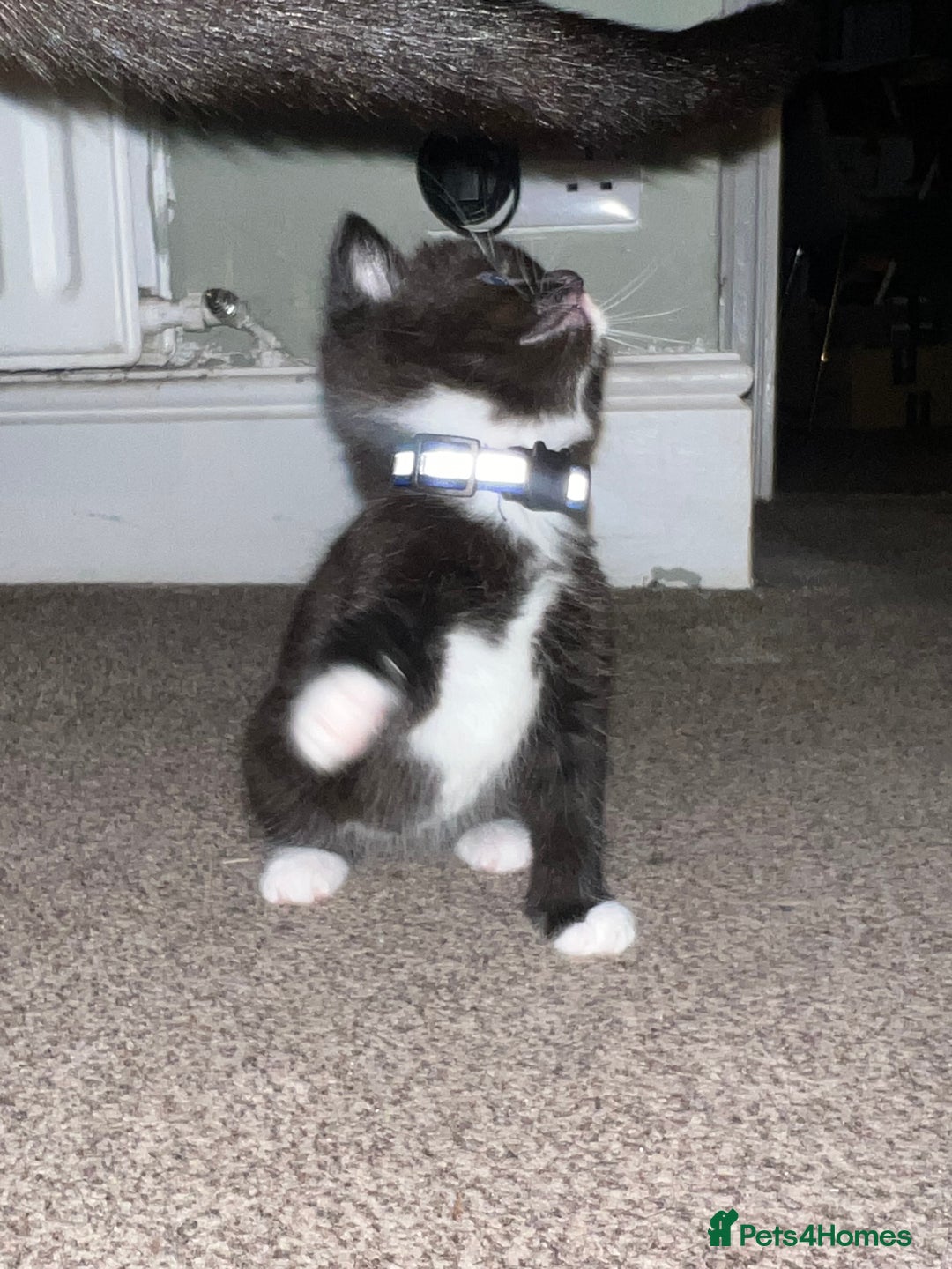 Mixed Breed cats for sale: Kittens Looking for Forever Home  - Advert 4