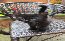 Turkish Angora cats for sale: Turkish Angora Kittens – Playful Boy & Girl - Image 4