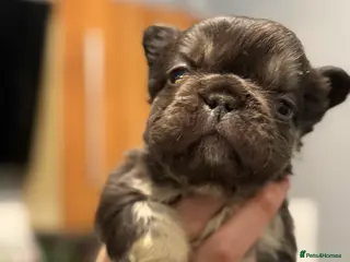 French Bulldog dogs 🩷🏡 Adorable🐶🐾fluffy French bulldogs *Reduced* - Advert 8