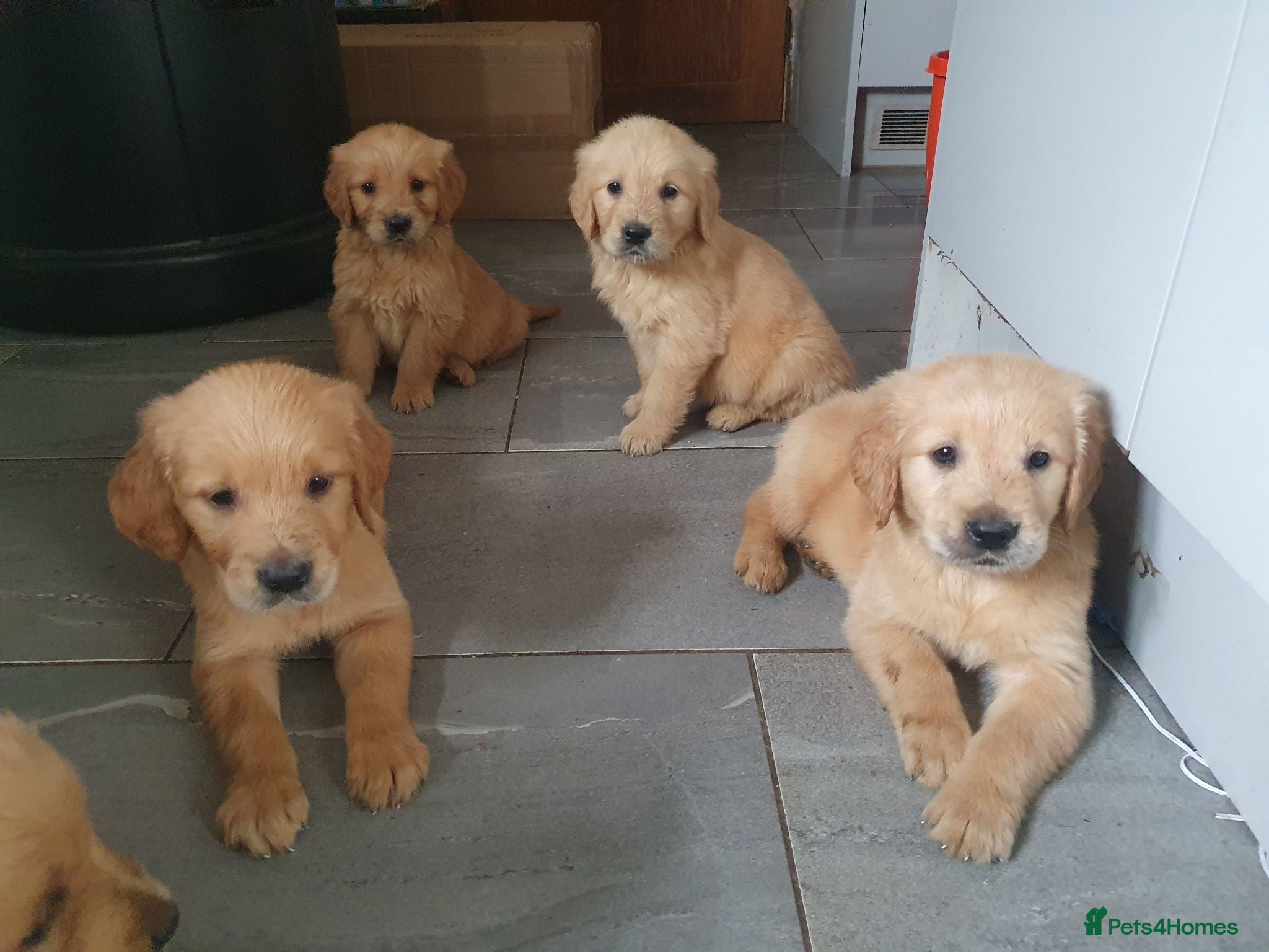 Golden Retriever dogs Pedigree Golden retriever championbloodline pups - Advert 2
