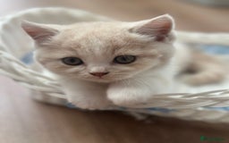 British Shorthair cats for sale: Beautiful , soft teddy bears 🩷🩷💙 - Image 11