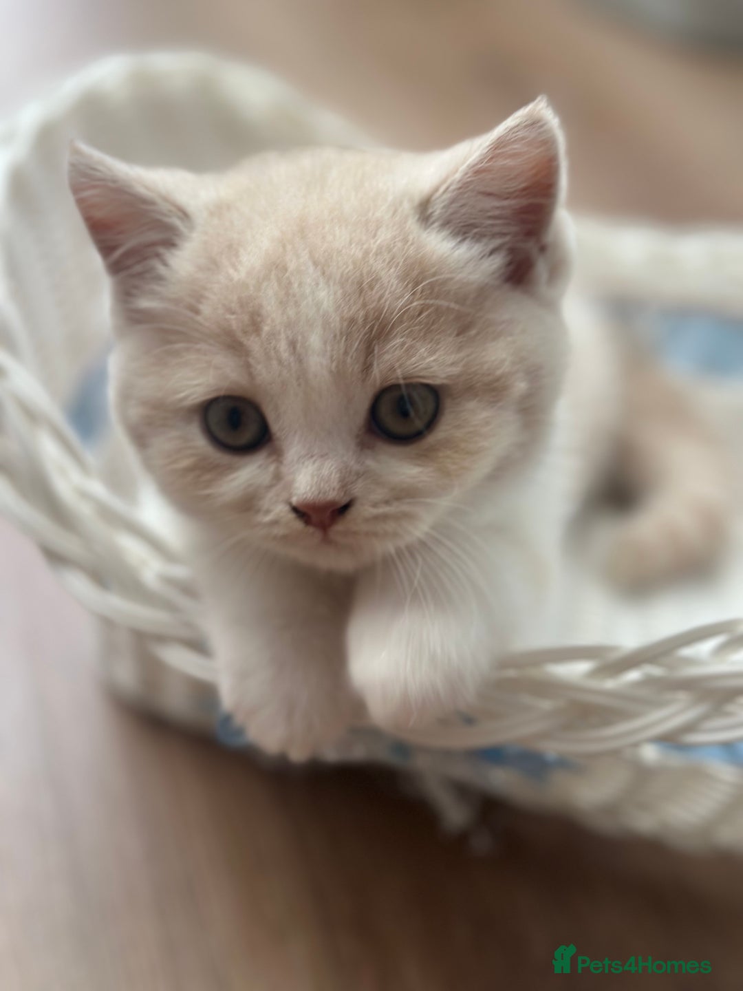 British Shorthair cats for sale: Beautiful , soft teddy bears 🩷🩷💙 - Image 11