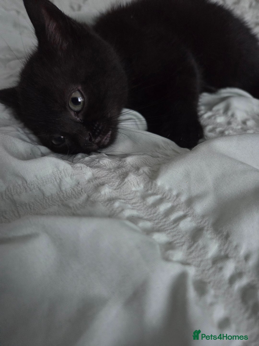 Mixed Breed cats for sale: British shorthair cross - Advert 9