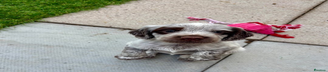 Sprocker Puppy 1