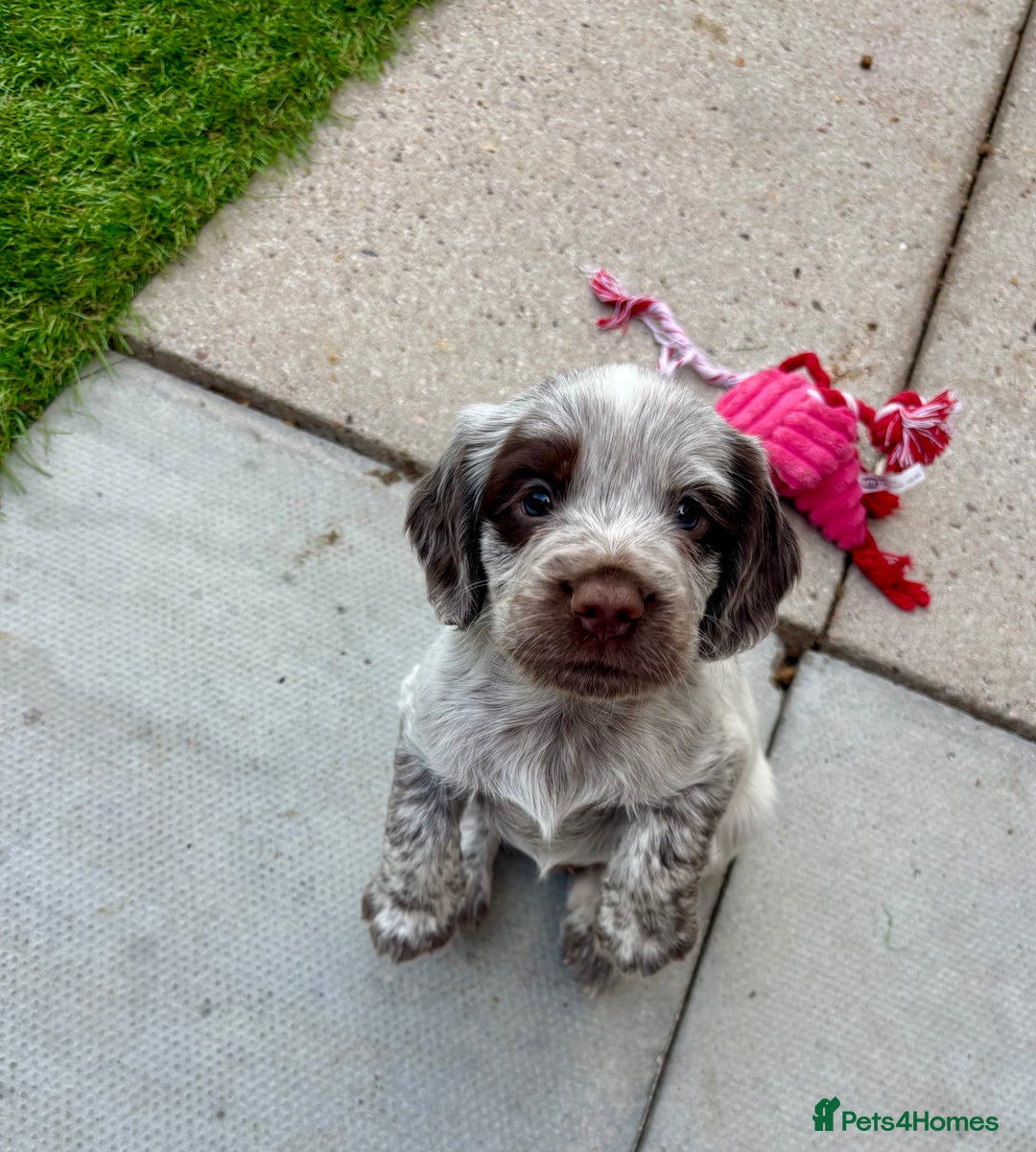 Sprocker dogs for sale: Fantastic Liver Roan Working Sprocker Spaniel Boys - Image 1