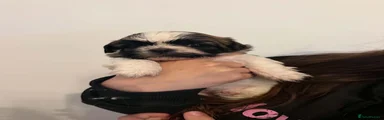 Shih Tzu 2
