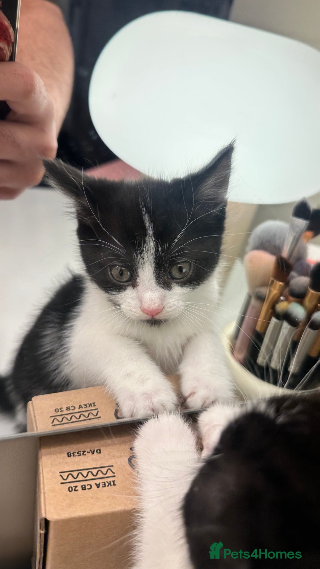 Mixed Breed cats for sale: 6 mixed breed ( shorthair and longhair) kittens - Advert 9