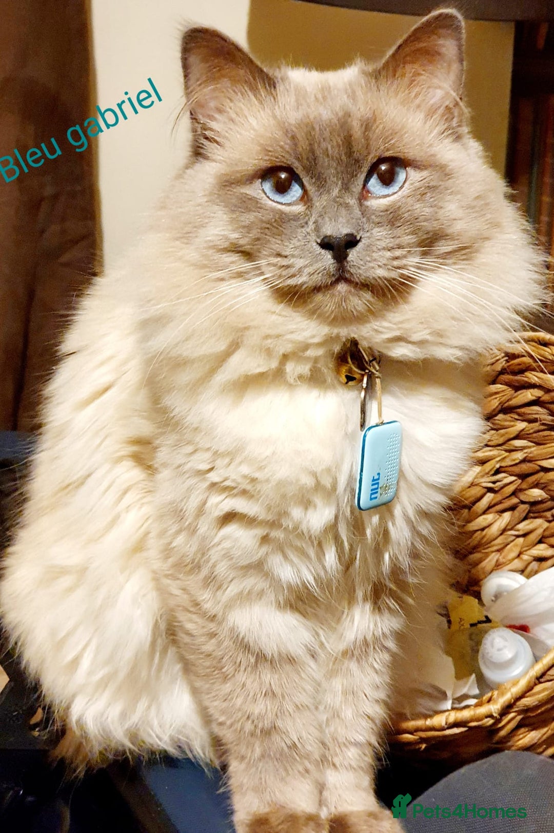 Ragdoll cats for sale: GCCF Registered Pedigree Ragdoll Kittens - Advert 15