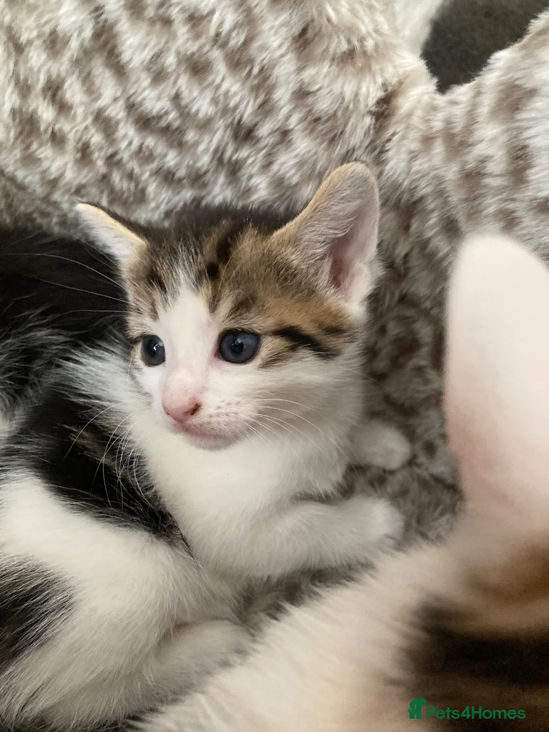 Mixed Breed cats for sale: Kitten looking for there forever loving home  in Newcastle upon Tyne - Advert 2