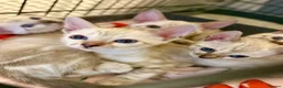Bengal cats for sale: Beautiful bengal  - Advert 1