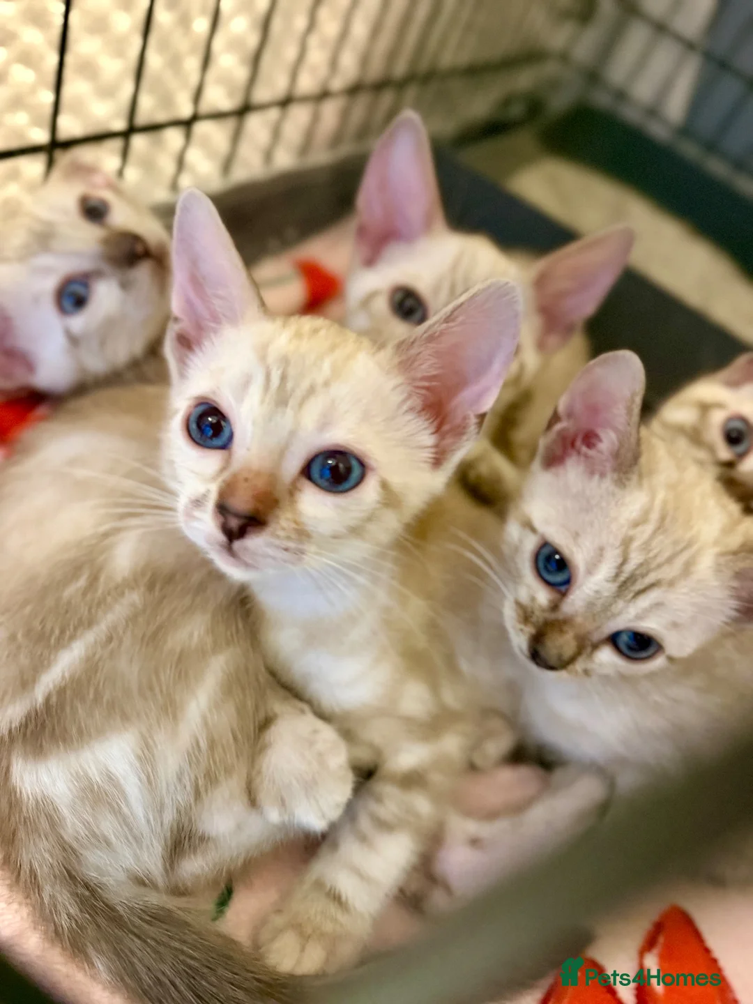 Bengal cats for sale: Beautiful bengal  - Advert 1