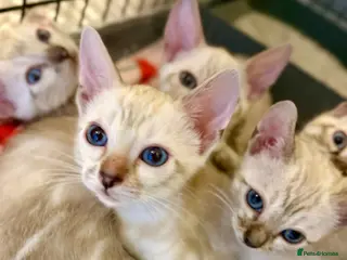 Bengal cats Beautiful bengal - Advert 1