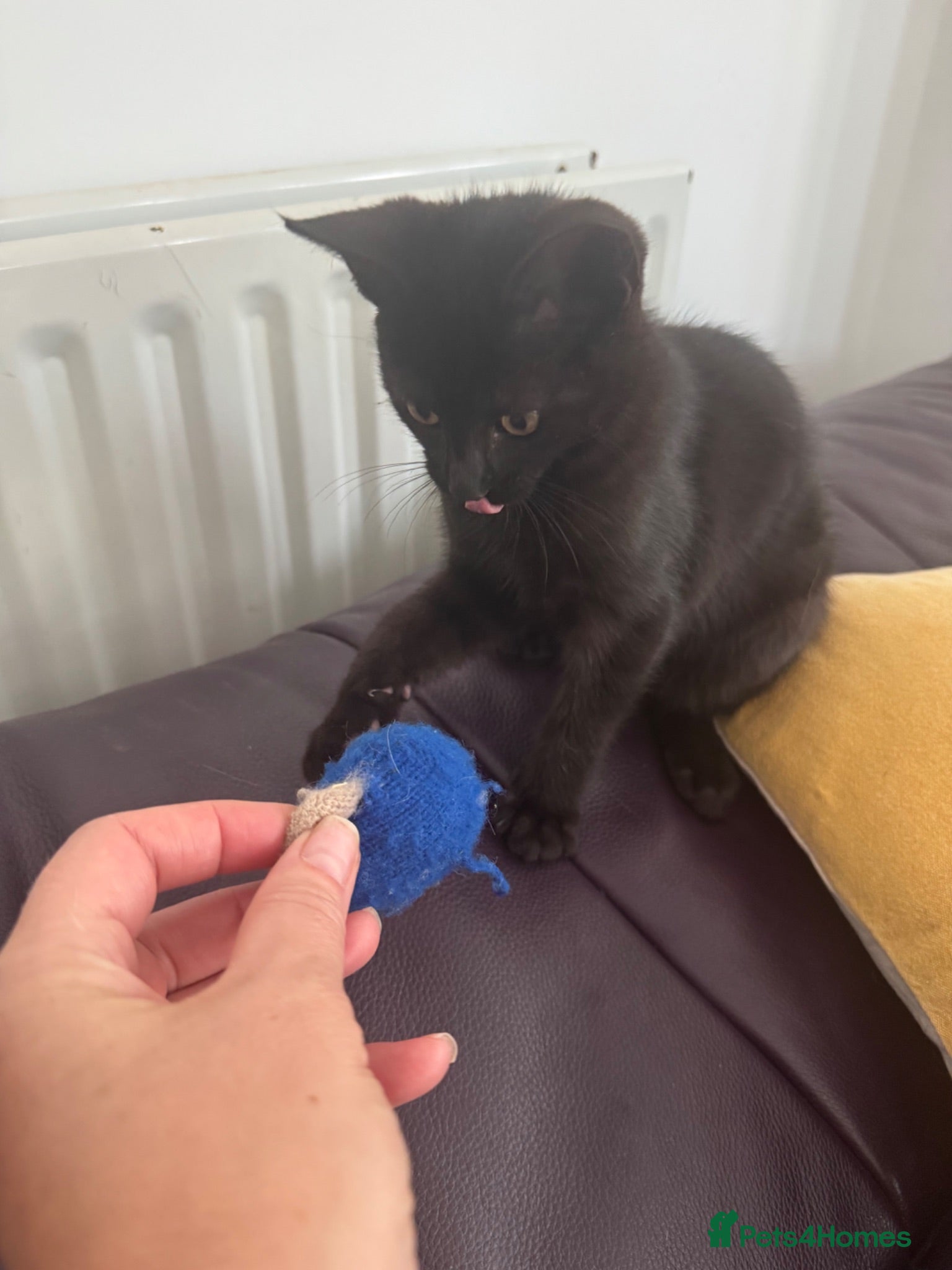 Mixed Breed cats Black with brown lines female kitten  - Advert 2