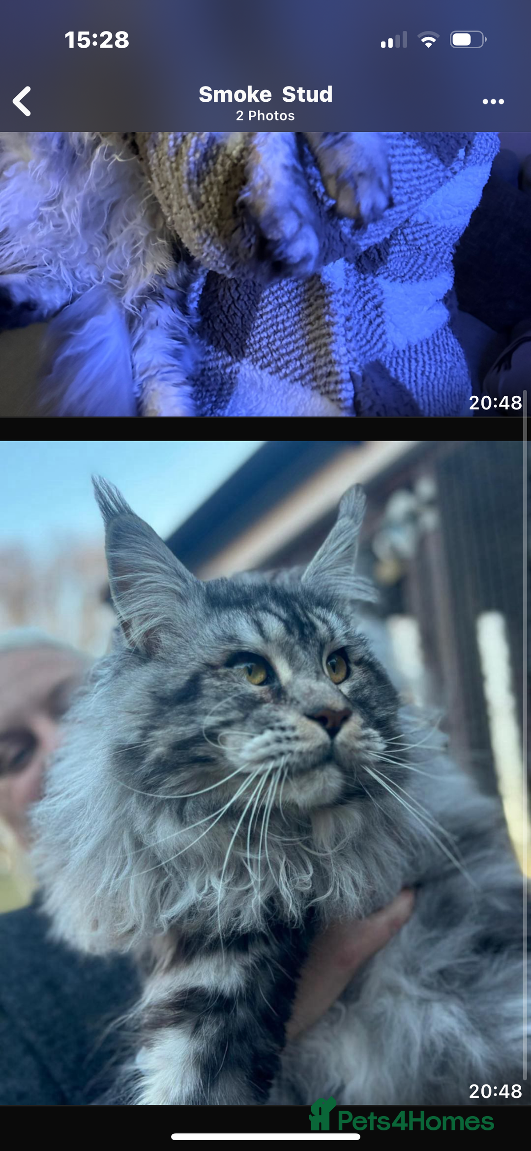 Maine Coon cats for sale: Stunning silver/black tabby MC boys available  - Advert 23