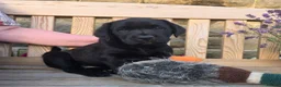 Labrador Retriever dogs for sale: Labrador Puppies – KC Reg & Health Tested Lines - Advert 10