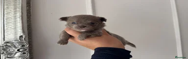 Chihuahua 2