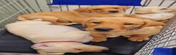 Labrador Retriever dogs for sale: READY NOW!!! KC registered Labrador Retriever  - Advert 8