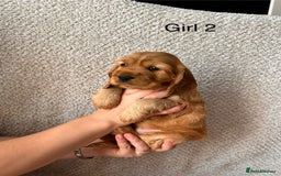 Cocker Spaniel dogs for sale: Golden English Show Cocker Spaniel puppies - Image 26