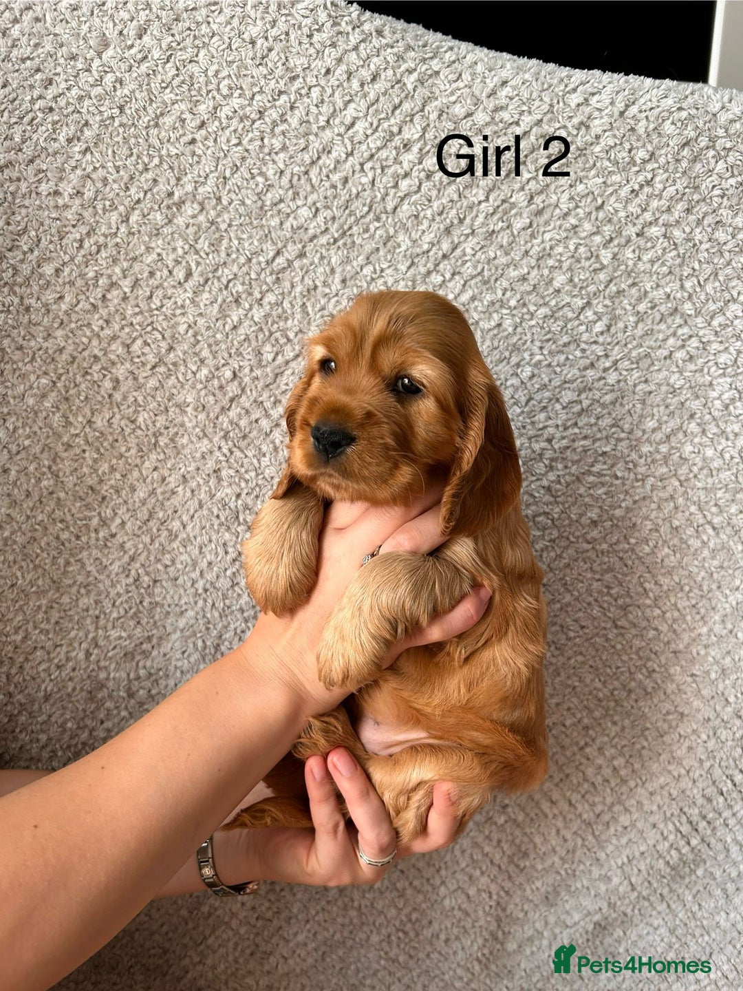 Cocker Spaniel dogs for sale: Golden English Show Cocker Spaniel puppies - Image 26