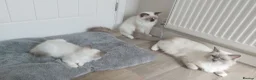 Ragdoll cats for sale: RAGDOLLS SEAL POINT BICOLOUR GIRLS BLUE EYES  - Advert 6