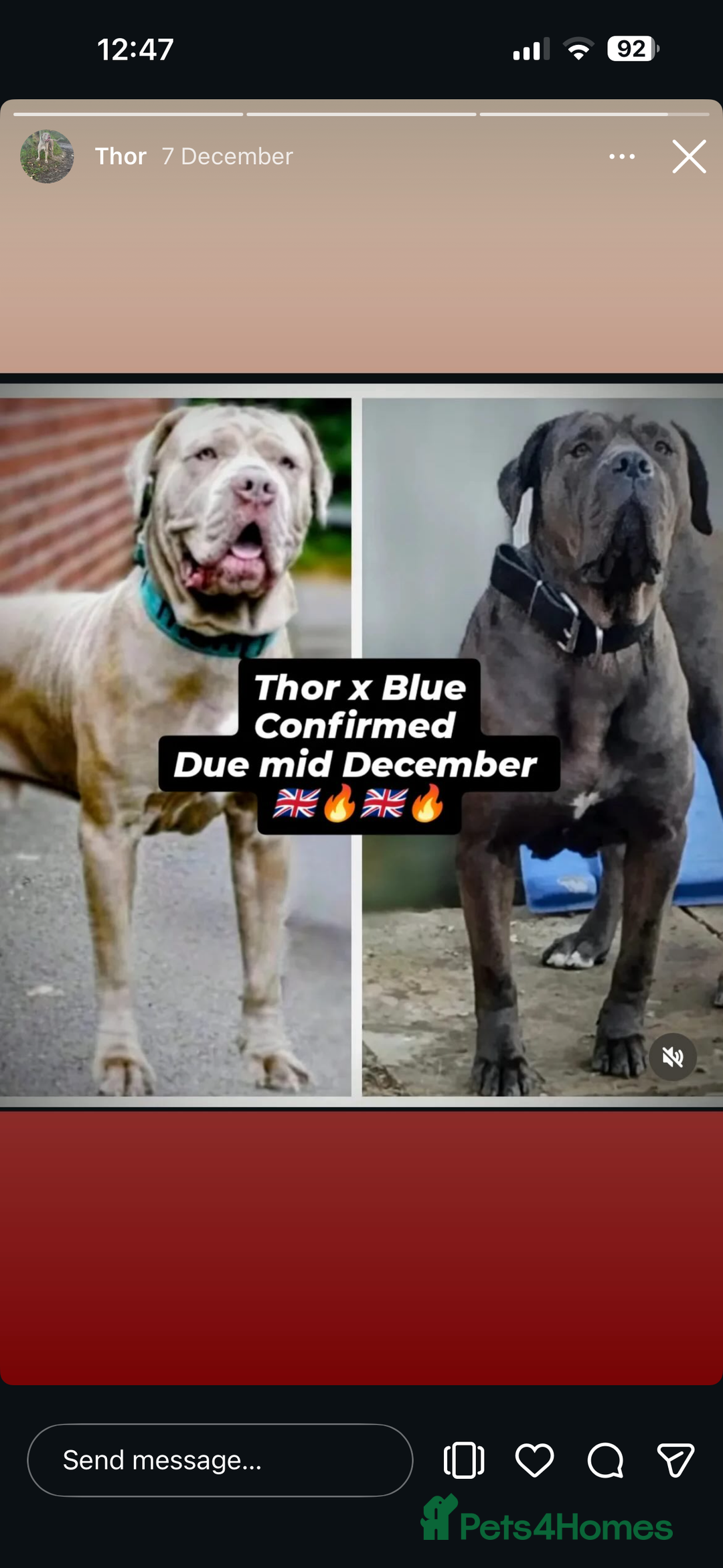 Mixed Breed dogs for sale: Presa X Neo puppies - Advert 31