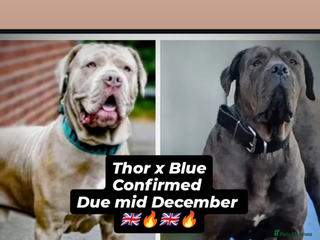 Mixed Breed dogs Presa X Neo puppies READY NOW - Advert 1