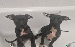Mixed Breed dogs for sale: Cane corso cross  - Image 1