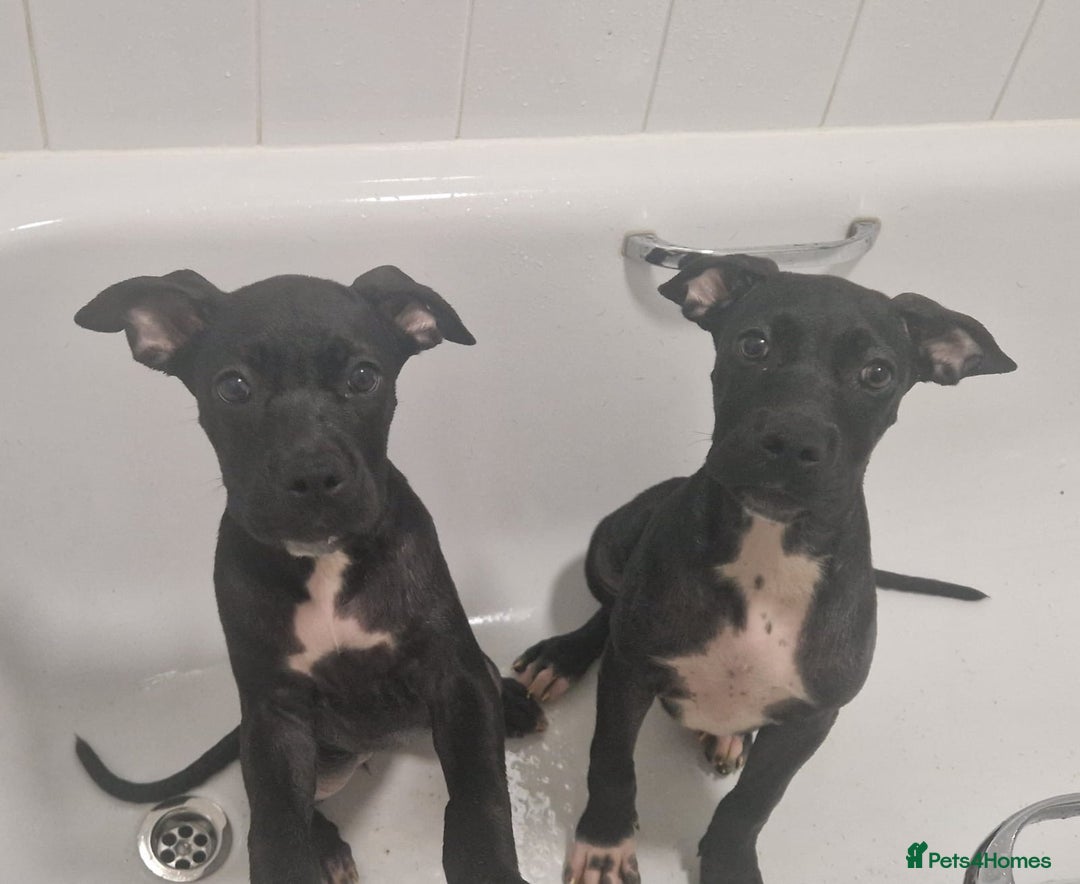 Mixed Breed dogs for sale: Cane corso cross  - Image 1