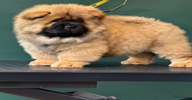 Chow Chow dogs - Advert 9