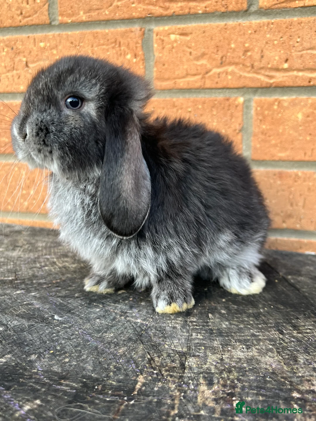 French Lop rabbits for sale: French Lops from Lincolnshire Lops - Advert 4