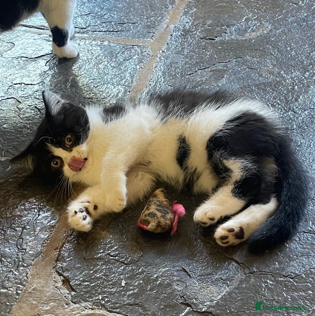 British Shorthair cats for sale: GCCF Pedigree Kittens - Ready Now - Image 6