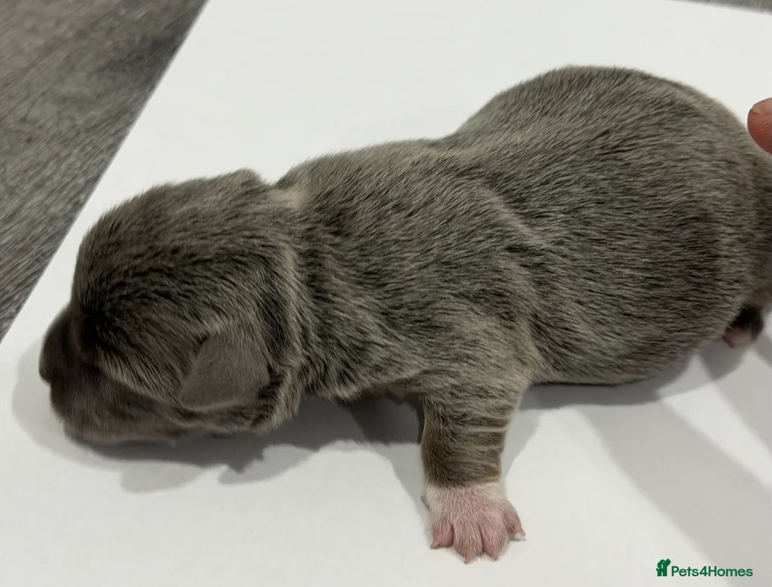 Jack Russell dogs for sale: Jack Russell Puppies – Chocolate, Blue & Lilac - Advert 6