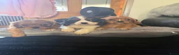 Cavalier King Charles Spaniel dogs for sale: 💙Ready now Kc dna clear cavalier pupies 💙 - Advert 29