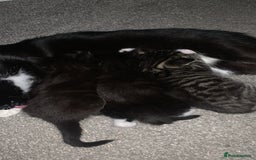Mixed Breed cats for sale: 2 male kittens for sale  - Image 6