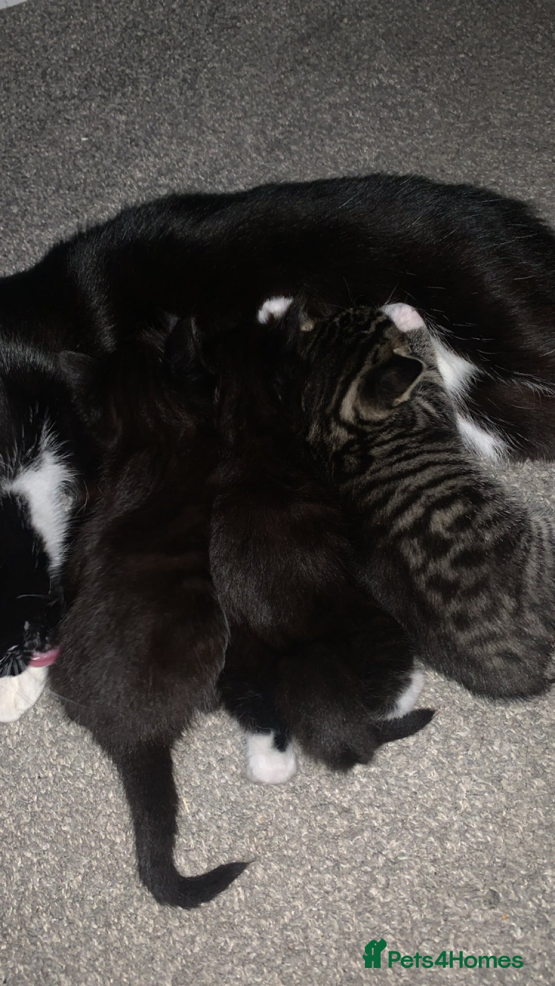 Mixed Breed cats for sale: 2 male kittens for sale  - Image 6