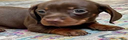 Miniature Dachshund dogs for sale: Choc/Tan Mini Smooth Dachshund Pups in Camborne - Advert 5