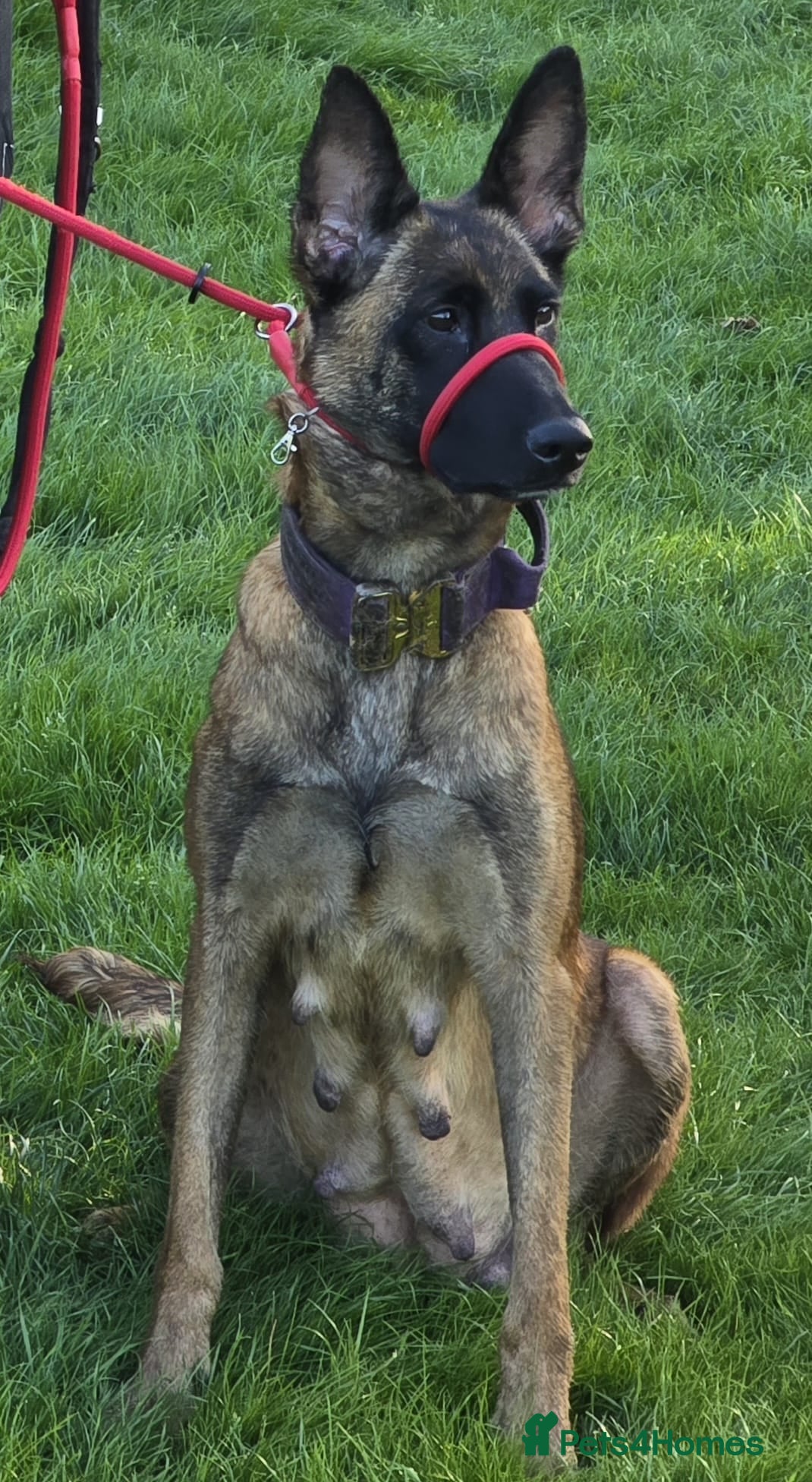 Belgian Shepherd Dog dogs Rehoming my belgium maillinois  - Advert 4