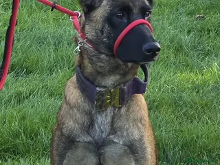 Belgian Shepherd Dog dogs Rehoming my belgium maillinois - Advert 15