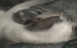 Ragdoll cats for sale: Beautifully half ragdoll kittens  - Image 19