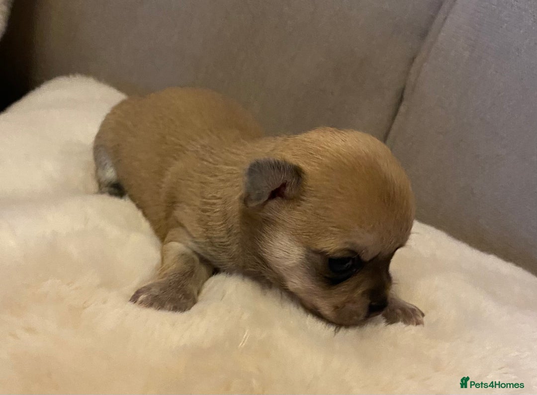 Chihuahua dogs for sale: Stunning Chihuahuas  - Advert 7