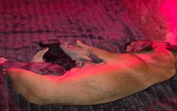 French Bulldog dogs for sale: 5 beautiful male french bulldog puppies  - Image 32