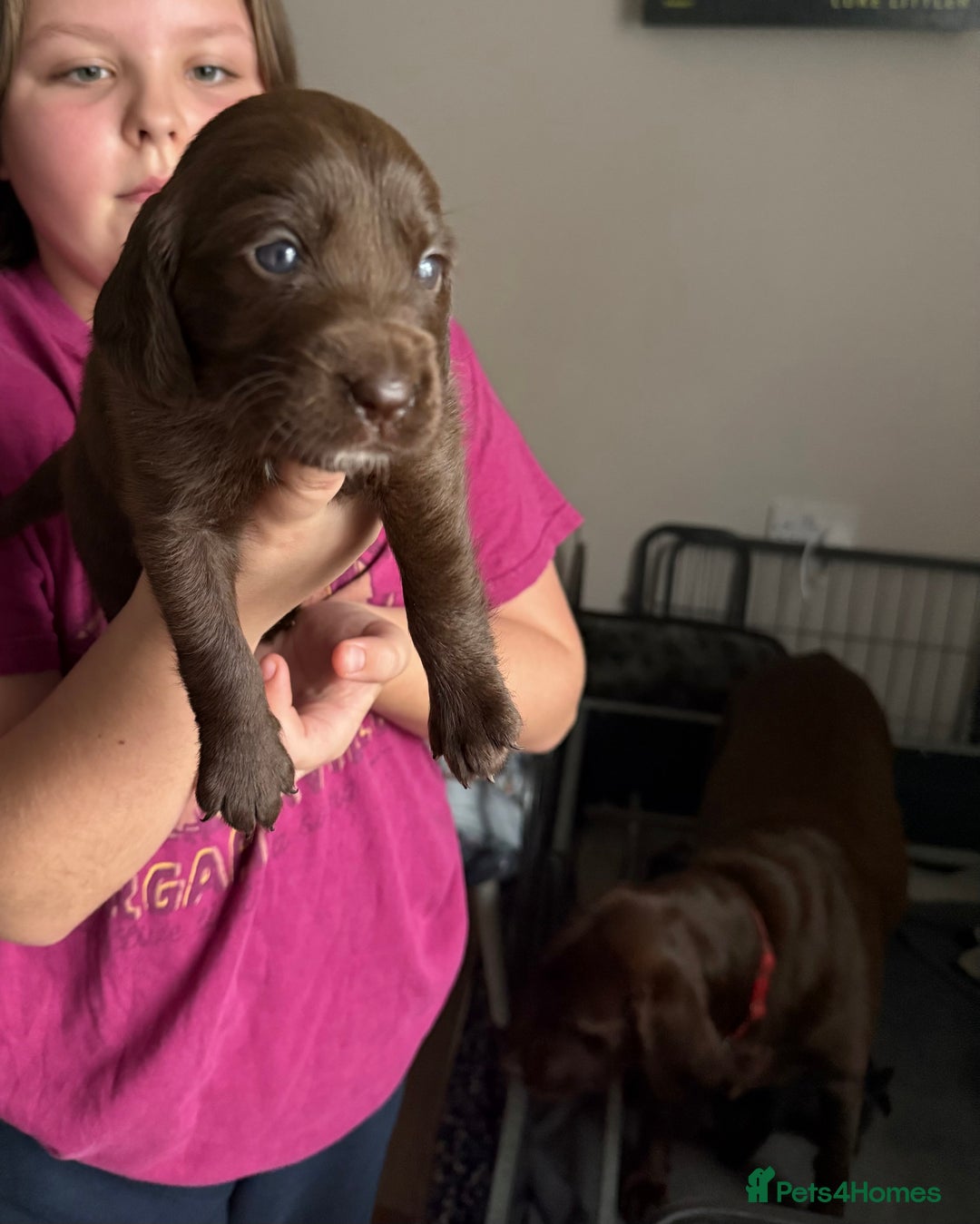 Cockerdor dogs for sale: F1 Cockerador Puppies  - Advert 19