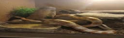 Corn Snake reptiles for sale: Corn snake + Full setup in Bournemouth - Advert 4