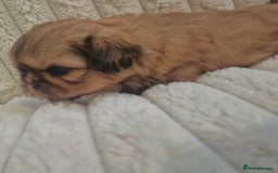 Shih Tzu dogs for sale: Imperial Shihtzu puppies - Image 7