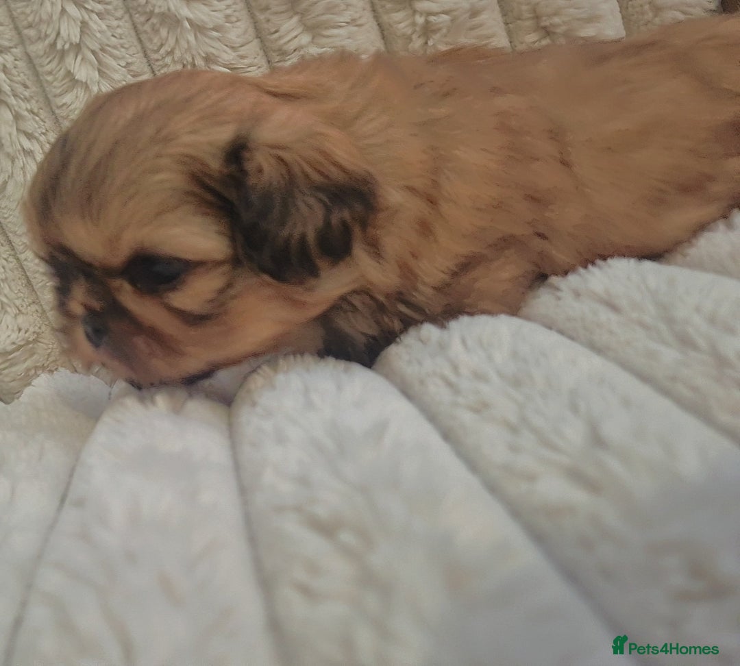 Shih Tzu dogs for sale: Imperial Shihtzu puppies - Image 7
